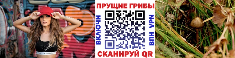 Псилоцибиновые грибы Psilocybine cubensis  Купить закладки  Отрадная 